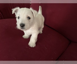 West Highland White Terrier Puppy for sale in EDMOND, OK, USA