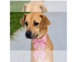 Small #4 American Pit Bull Terrier Mix