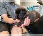 Small Photo #2 Dutch Shepherd Dog Puppy For Sale in LEANDER, TX, USA