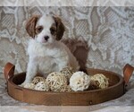 Small Photo #1 Cocker Spaniel-Poodle (Miniature) Mix Puppy For Sale in FREDERICKSBG, OH, USA