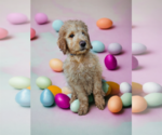 Small Photo #15 Goldendoodle Puppy For Sale in McKinney, TX, USA