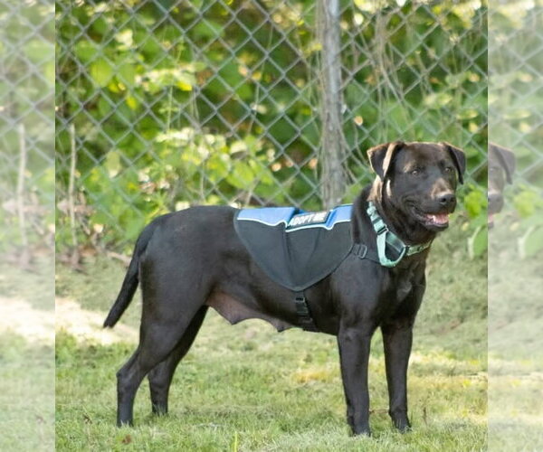 Medium Photo #3 Labrador Retriever-Unknown Mix Puppy For Sale in Rustburg, VA, USA