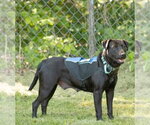 Small #2 Labrador Retriever Mix