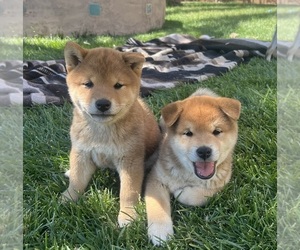 Shiba Inu Litter for sale in YUCCA VALLEY, CA, USA