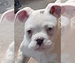 Small #1 Olde English Bulldogge