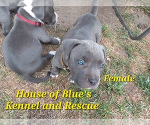 American Pit Bull Terrier Puppy for sale in DELAWARE, OH, USA