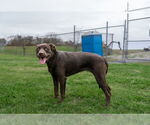 Small #2 Mutt