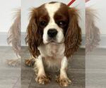Small #5 Cavalier King Charles Spaniel
