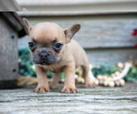 Small Photo #29 French Bulldog Puppy For Sale in BALTIC, OH, USA