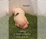 Puppy Liberty American Bulldog