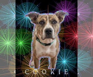 American Bandogge mastiff Dogs for adoption in Spotsylvania, VA, USA