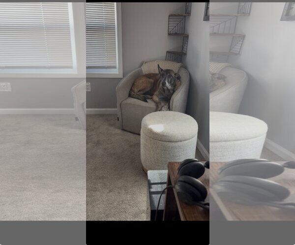 Medium Photo #18 Mutt Puppy For Sale in Stevens Point, WI, USA