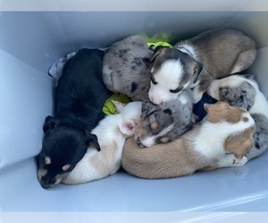 Australian Shepherd-Siberian Husky Mix Puppy for sale in ELLABELL, GA, USA