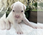 Small #10 Boxer
