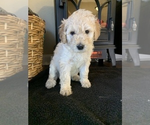 Goldendoodle Puppy for sale in LEXINGTON, KY, USA
