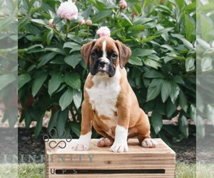 Boxer Puppy for sale in NARVON, PA, USA