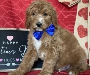 Goldendoodle Puppy for sale in LANCASTER, PA, USA