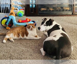 Carnation - Female American Pit Bull Terrier-Unknown Mix Dog for Adoption - Photo #3