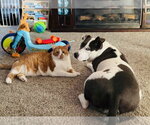 Small #2 American Pit Bull Terrier Mix