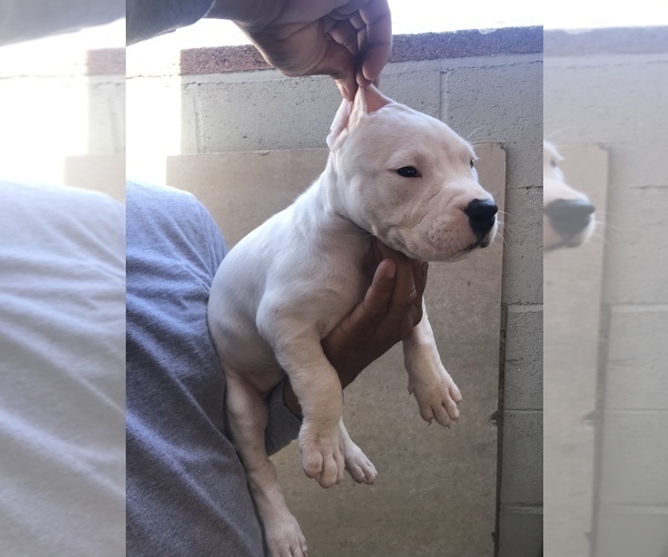 Medium Photo #5 Dogo Argentino Puppy For Sale in LOS ANGELES, CA, USA