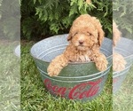 Small #1 Poodle (Miniature)