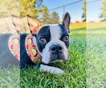 Small #4 Faux Frenchbo Bulldog