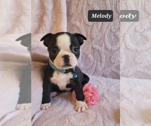 Boston Terrier Puppy for sale in POMEROY, OH, USA