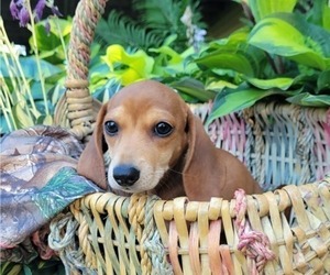 Dachshund-Dachshund Mix Puppy for sale in WITHEE, WI, USA