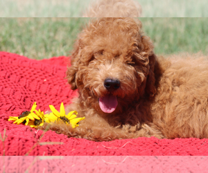 Goldendoodle Puppy for sale in ITASCA, TX, USA