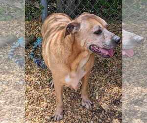 Brutus - Male Black Mouth Cur-Labrador Retriever Mix Dog for Adoption - Photo #4