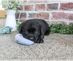 Small #3 Labrador Retriever