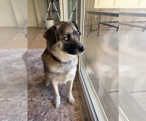 Dixie Lou - Female Siberian Husky-Unknown Mix Dog for Adoption - Photo #4
