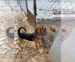 Small #5 German Shepherd Dog