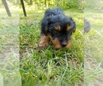 Small Photo #1 Yorkshire Terrier Puppy For Sale in MCMINNVILLE, TN, USA