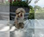 Small Photo #1 Aussiedoodle Miniature  Puppy For Sale in UNIONVILLE, IA, USA