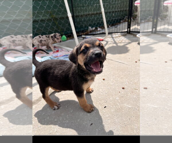 Medium Photo #1 Catahoula Leopard Dog-Unknown Mix Puppy For Sale in Tracy City, TN, USA