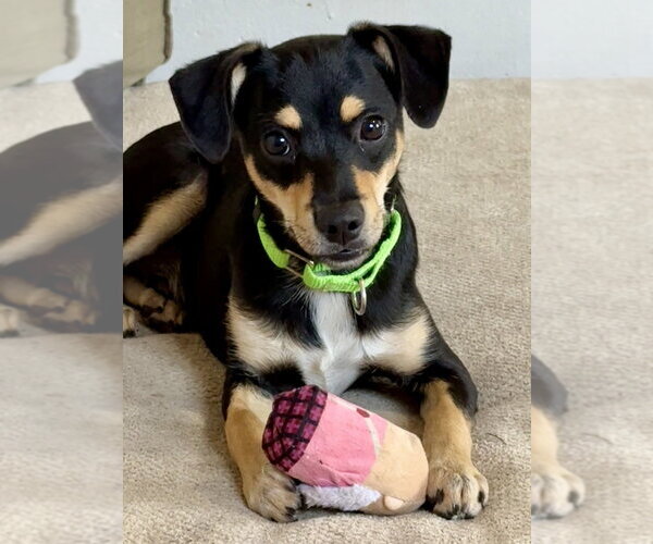 Medium Photo #2 Chihuahua-Unknown Mix Puppy For Sale in San Leon, TX, USA