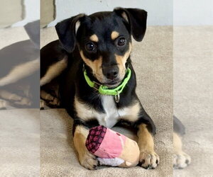 Orville - Male Chihuahua-Unknown Mix Dog for Adoption - Photo #2
