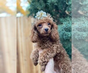 Poodle (Toy) Puppy for sale in PALO ALTO, CA, USA