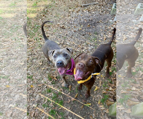 Medium Photo #4 American Staffordshire Terrier-Labrador Retriever Mix Puppy For Sale in Oakhurst, NJ, USA