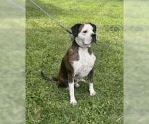 American Pit Bull Terrier-Unknown Mix Dogs for adoption in Germantown, OH, USA