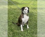 Small American Pit Bull Terrier Mix