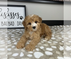 Cavapoo Puppy for sale in INDIANAPOLIS, IN, USA