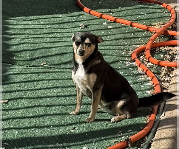 Medium Photo #2 Chiweenie Puppy For Sale in Wakefield, RI, USA