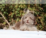 Small #19 ShihPoo