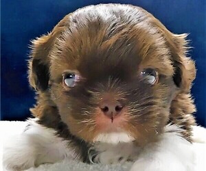 Shih Tzu Puppy for Sale in ENKA, North Carolina USA