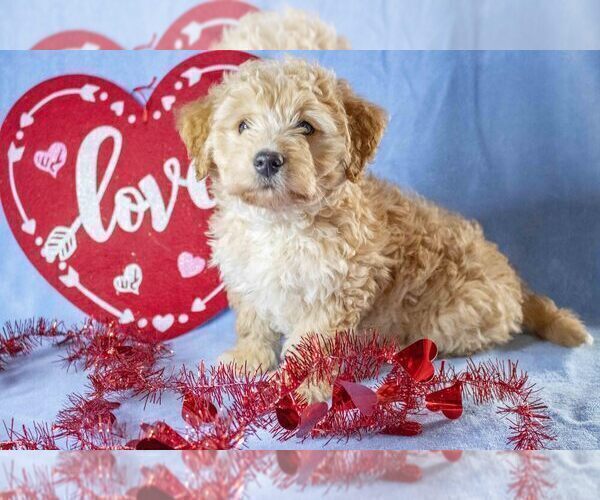 Medium Photo #2 Miniature Labradoodle Puppy For Sale in MILLERSBURG, OH, USA