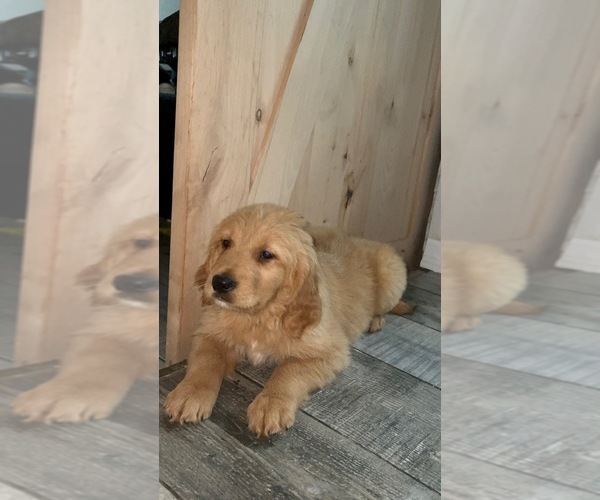Medium Photo #3 Golden Retriever Puppy For Sale in ORLANDO, FL, USA