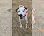 Small #9 Lab-Pointer