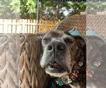 Small #6 Boxer Mix